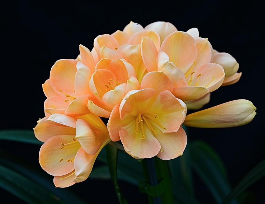 CLIVIA SEEDLING - PINK EURO PEACH