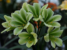 Load image into Gallery viewer, Clivia miniata GROUP 2 SEEDLINGS
