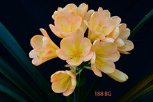 Load image into Gallery viewer, CLIVIA SEEDLING - PINK EURO PEACH
