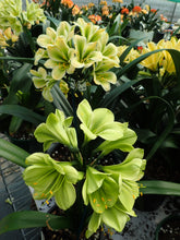 Load image into Gallery viewer, Clivia miniata GROUP 2 SEEDLINGS
