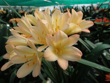 Load image into Gallery viewer, CLIVIA SEEDLING - APPLEBLOSSOM Q4 X SELF
