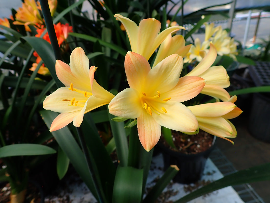 CLIVIA SEEDLING - APPLEBLOSSOM Q4 X SELF