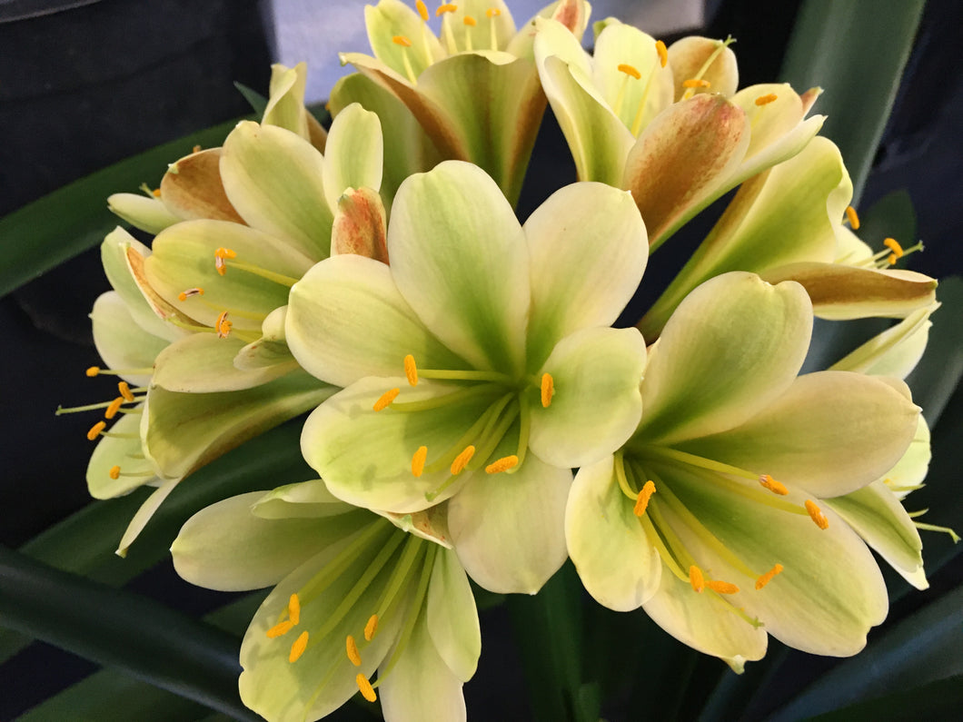 CLIVIA SEEDLING - VERSICOLOUR/777