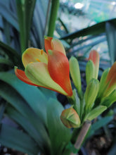 Load image into Gallery viewer, CLIVIA SEEDLING - FOLIAR TEPALS
