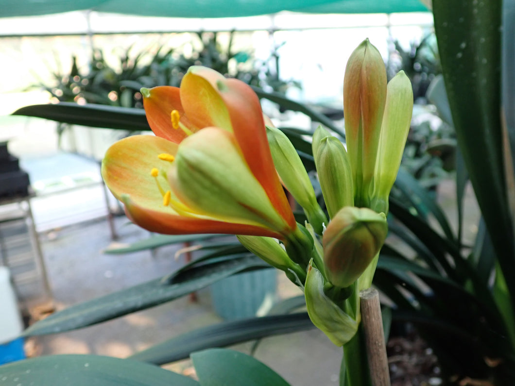 CLIVIA SEEDLING - FOLIAR TEPALS