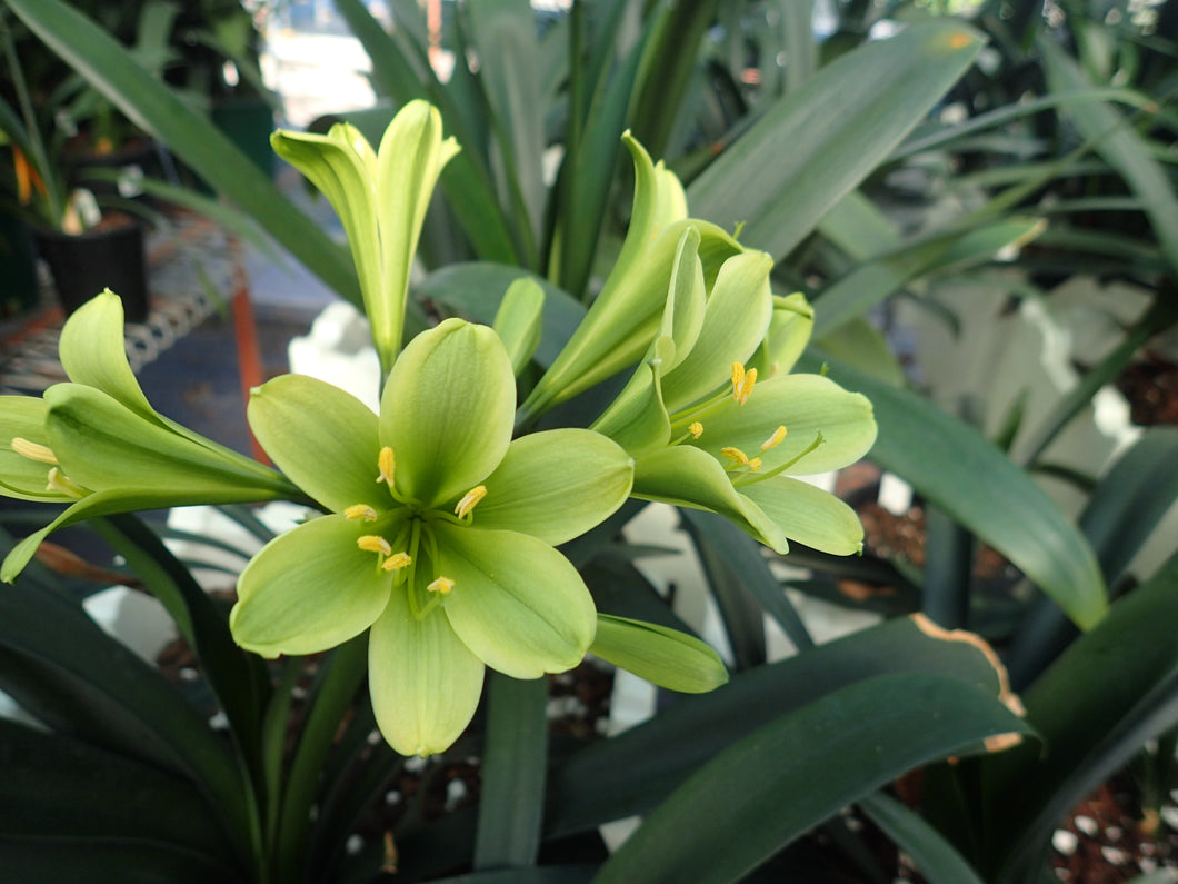 CLIVIA SEEDLING - 70MM BARE ROOTED GREEN