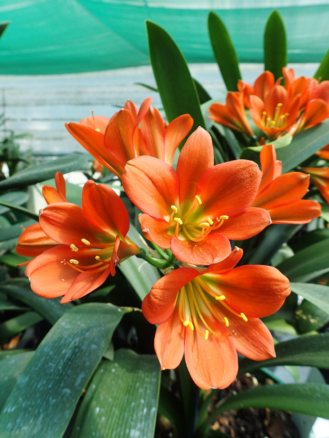 CLIVIA SEEDLING - BRONZE