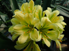 Load image into Gallery viewer, CLIVIA SEEDLING - 70MM BARE ROOTED GREEN
