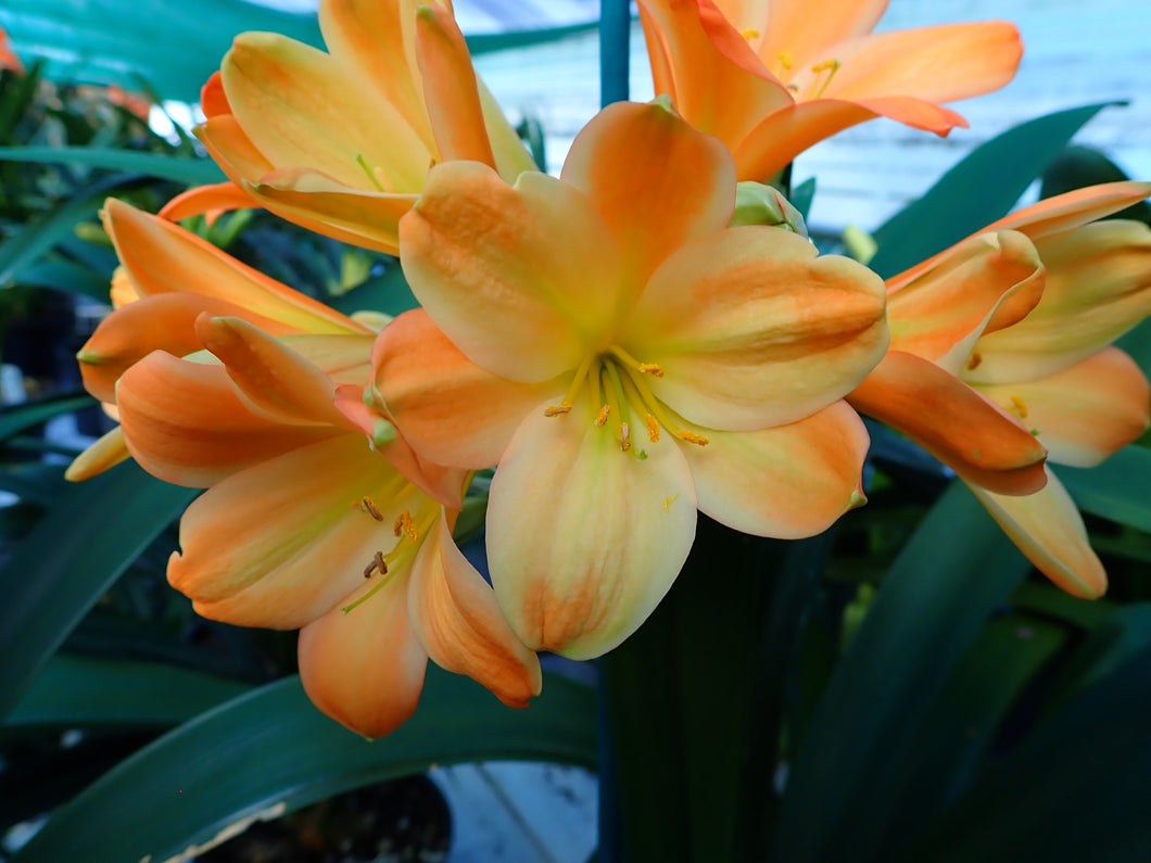 CLIVIA SEEDLING - WATERCOLOUR