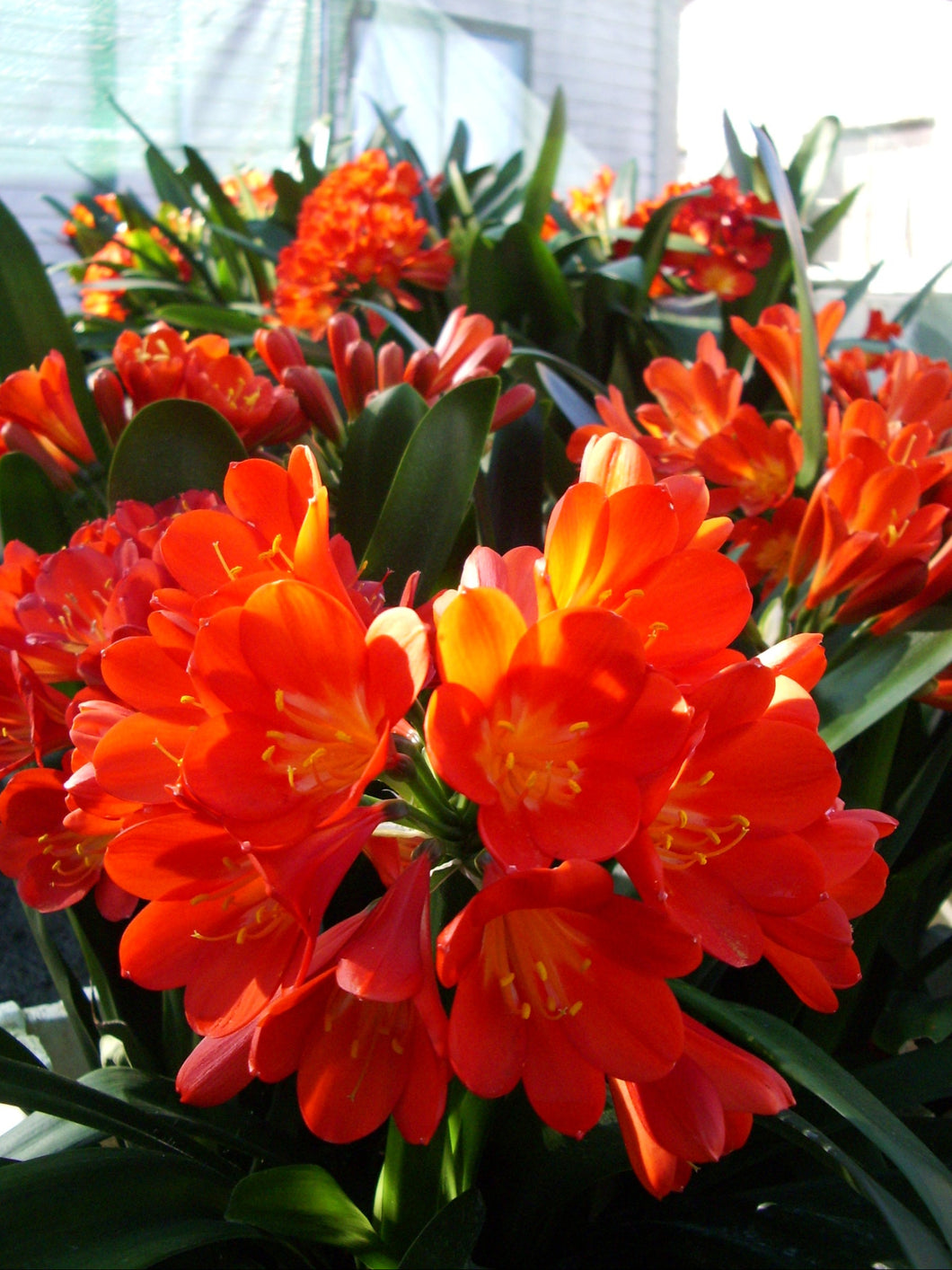 Clivia miniata - CVR Belgium Hybrid